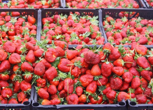 Čerstvě nasbírané jahody nakoupíte na pátečních farmářských trzích