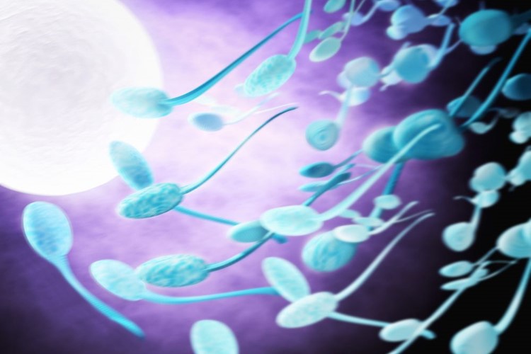 Počet spermií mužů v západním světě klesl od roku 1973 o skoro 60 procent
