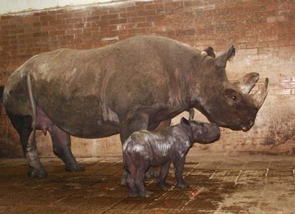 ZOO Dvůr Králové byla nejnavštěvovanějším turistickým cílem v Královéhradeckém kraji