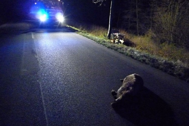 Zvířat na jaře u silnic přibývá, střety s vozidly se odehrávají hlavně v noci. Nejrizikovějšími měsíci jsou duben a květen