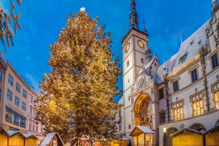 Olomoucké vánoční trhy se blíží, kdo letos nabídne nejkrásnější strom?