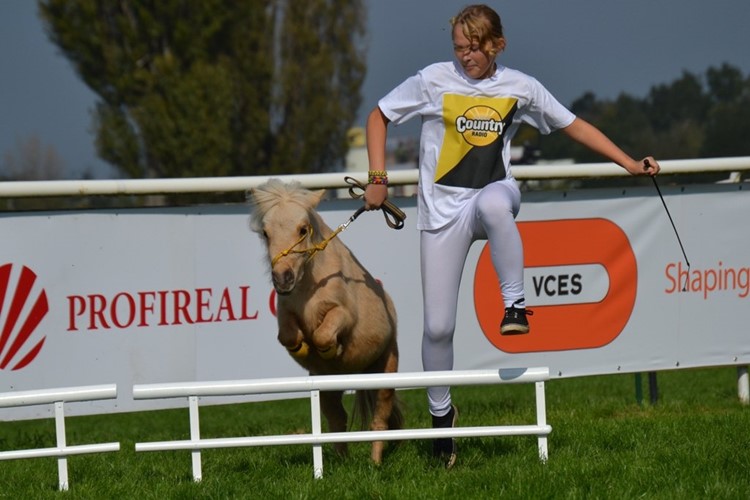 Malá Velká pardubická minikoní