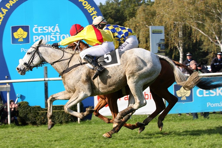 Bělouš Ter Mill třináct dnů po Velké pardubické zvítězil v závěrečné steeplechase