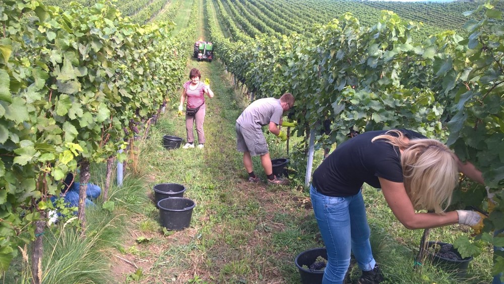 Vinobraní jede ve Velkcých Bílovicích na plné obrátky, sklizena je již přibližně polovina vinic.