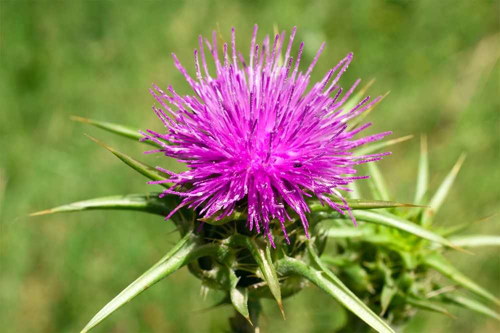 Ostropestřec mariánský (Silybum marianum).
