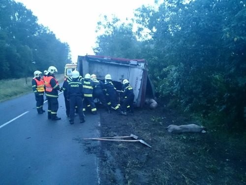 Na Znojemsku havaroval kamion převážející prasata