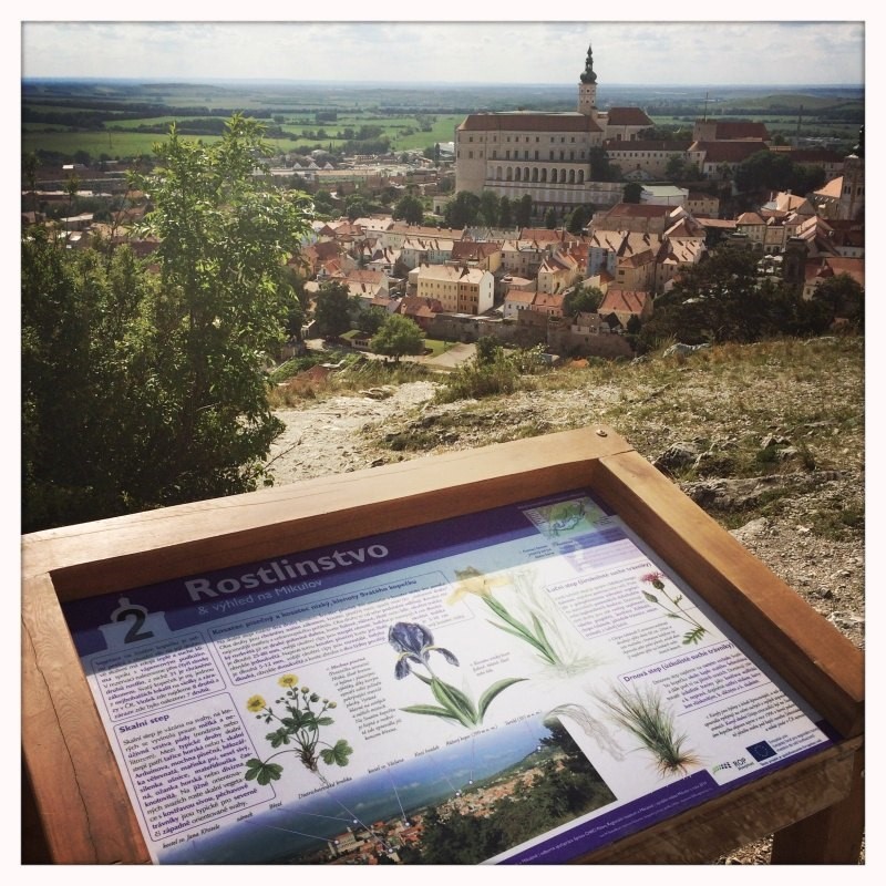 Nová naučná stezka na Svatém kopečku vás zavede i na vyhlídku nad lomem.