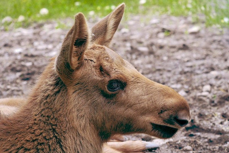 V Zoologické zahradě v Hluboké nad Vltavou se narodila dvě mláďata losa evropského