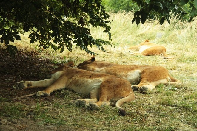 ZOO Dvůr Králové otevřela jediné lví safari ve střední Evropě