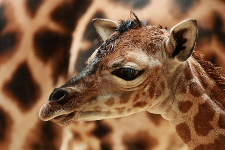 ZOO Liberec: Samička právě narozené žirafy Rothschildovy se jmenuje Anastasia