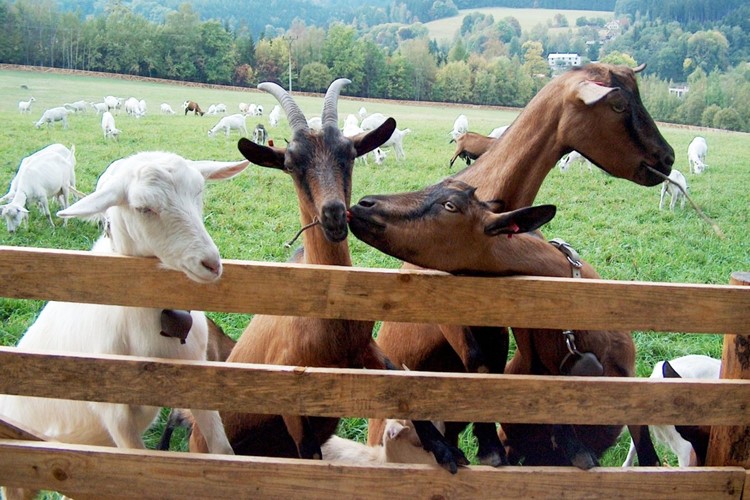 Farmářská slavnost pro rodiny s dětmi na největší kozí farmě  v ČR v 