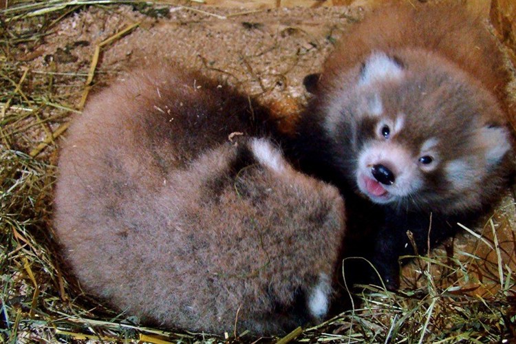 Liberecká zoo má chovatelský primát - první úspěšný odchov pandy červené