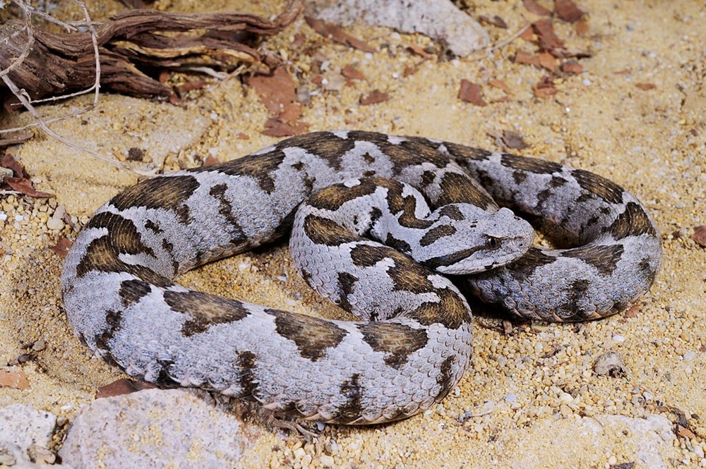 Ilustrační foto. Montivipera xanthina (zmije turecká).