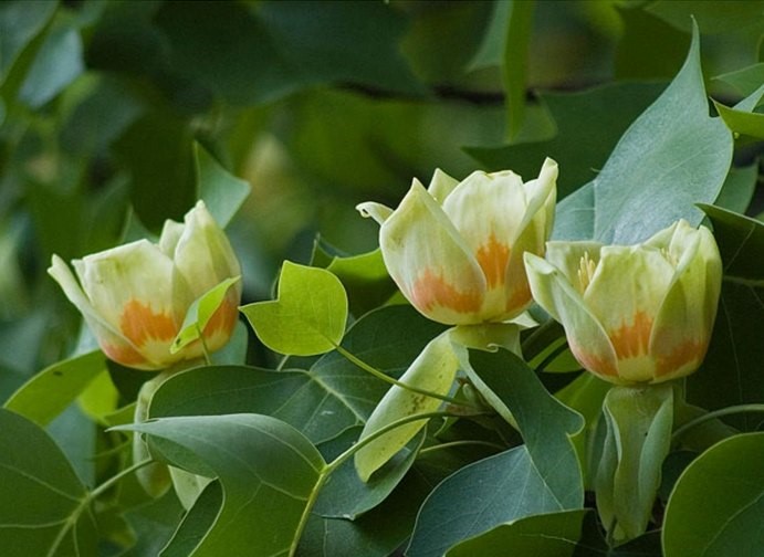 Orlické muzeum v Chocni zve na botanickou vycházku po zámeckém parku.