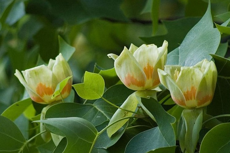 Orlické muzeum v Chocni zve na botanickou vycházku po zámeckém parku