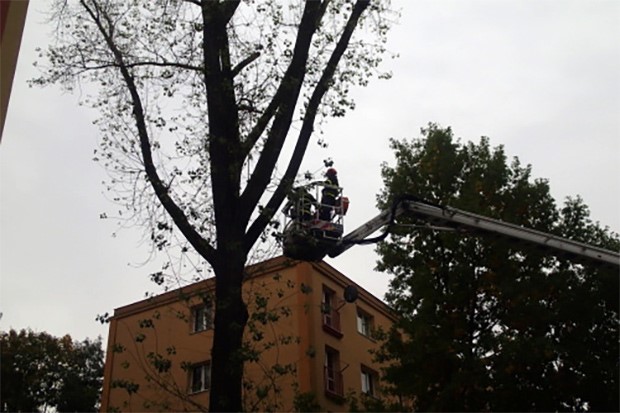 Kácení stromů na několika místech Moravskoslezského kraje