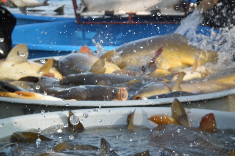 Prodejna fakulty rybářství nabízí nejen kvalitního omega3kapra, ale i báječné a zdravé dárky pod stromeček