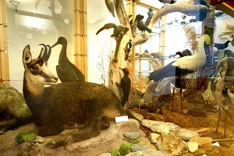 Vlastivědné muzeum Jesenicka najdete ve vodní tvrzi