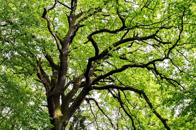 Pražský dub se dostal do finále soutěže Strom roku 2016
