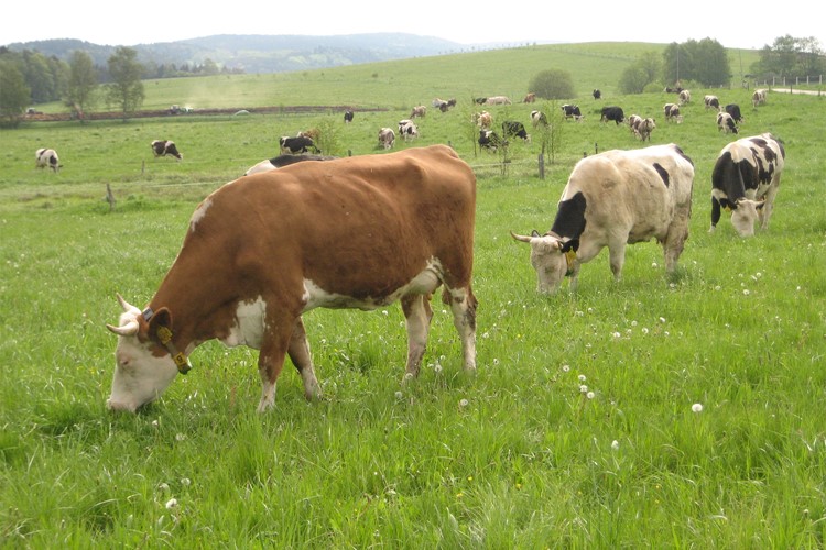 Čtvrtá Farmářská slavnost míří na jih Čech