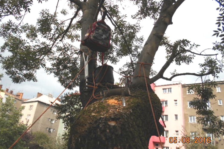 Chlapci poškodili památný strom