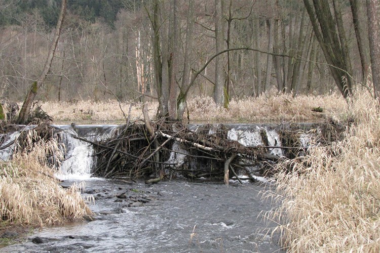 Pátrání po bobrech na železné