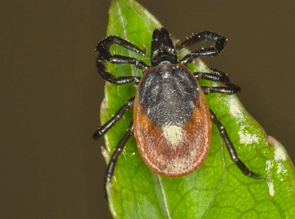 Samice Ixodes ricinus.