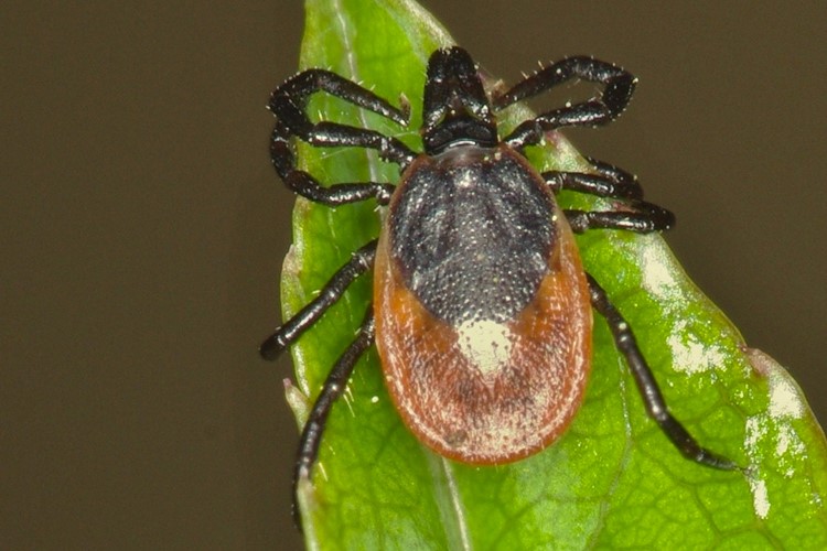 Řecký biolog působící v Česku byl oceněn za základní výzkum slin klíšťat