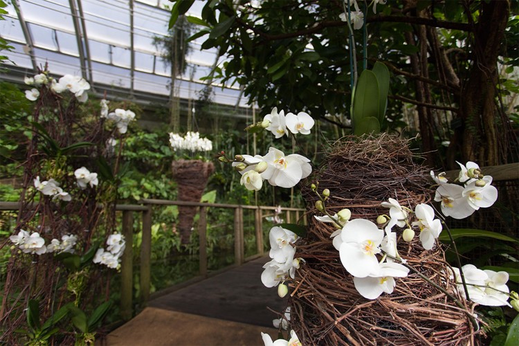 Botanická zahrada zve na večerní provázení, originální valentýnské rande i tradiční výstavu orchidejí 