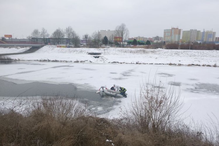Uhynulá labuť ve Vltavě zaměstnala strážníky i hasiče