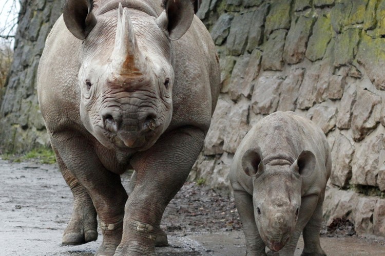 ZOO Dvůr Králové: Emilka je nové jméno pro mládě nosorožce dvourohého