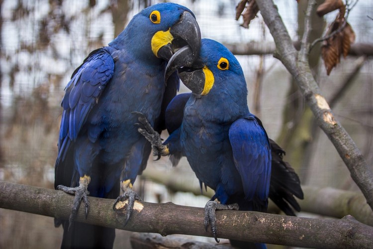 Přijďte oslavit svátek zamilovaných do Zoo Ostrava
