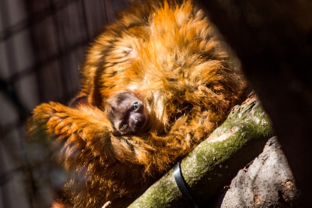 Mládě lemura Sclaterova.