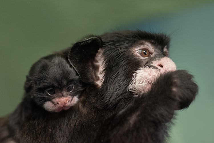 V ZOO Praha se narodilo první mládě tamarína bělovousého