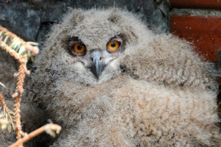 Dva mladí výři ze Zoo Ostrava budou vypuštěni do přírody