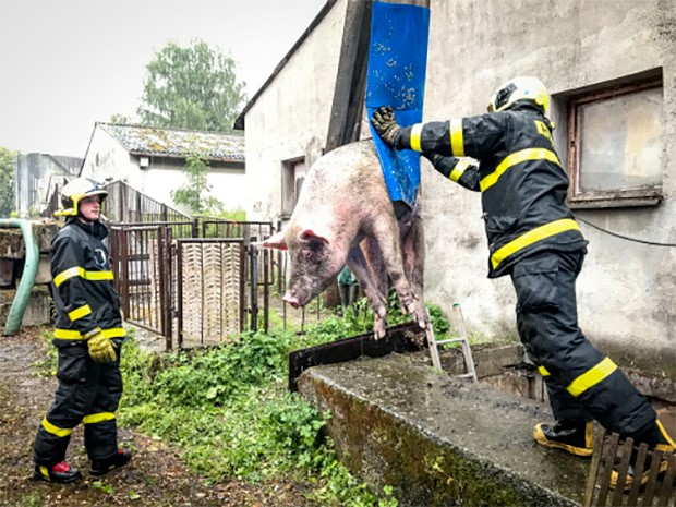 Moravskoslezští hasiči v pátek zachránili dvě mokrá zvířata - z jímky a stromu