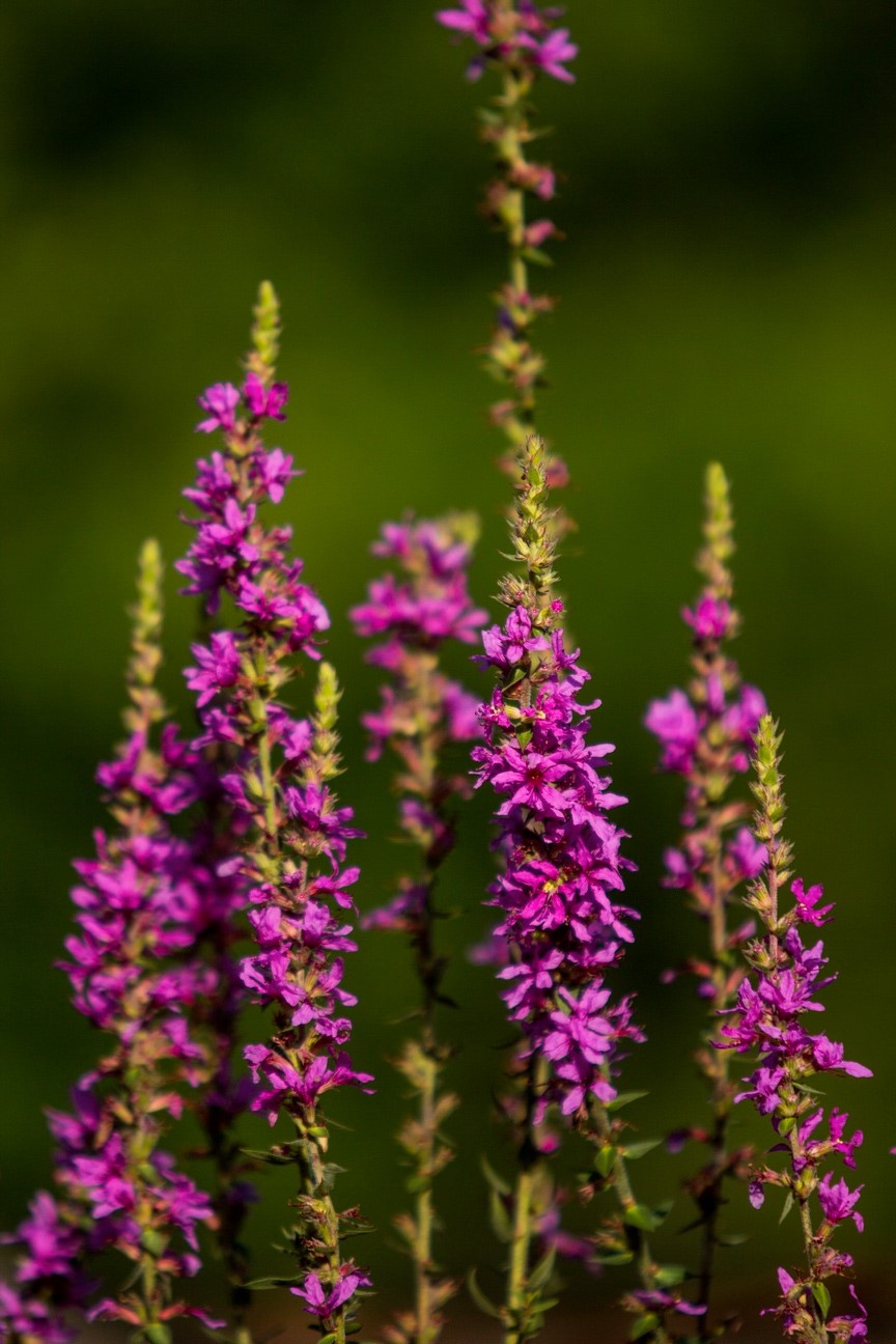 Kyprej vrbice nebo také kyprej obecná (Lythrum salicaria). 