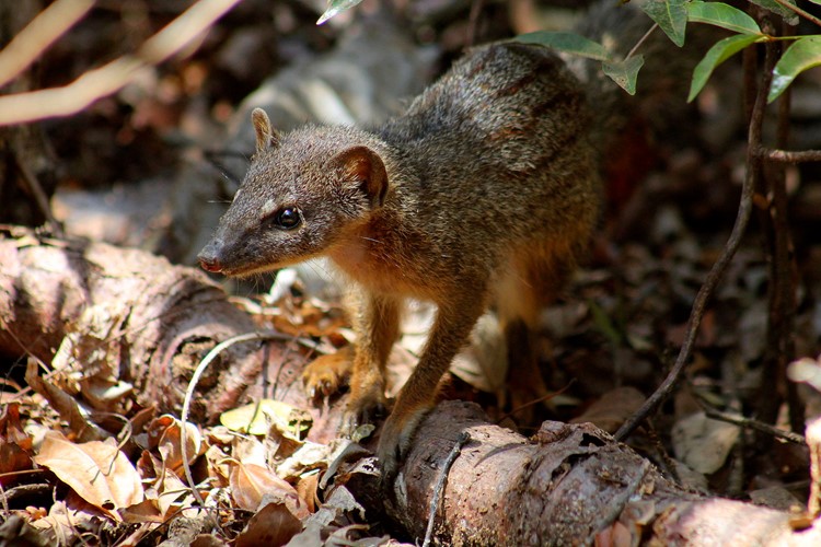 Zoo Brno chová jedinečnou madagaskarskou šelmu