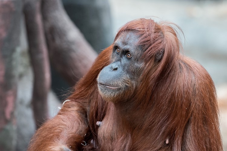 Orangutaní samice Mawar se zotavuje po stomatologickém výkonu