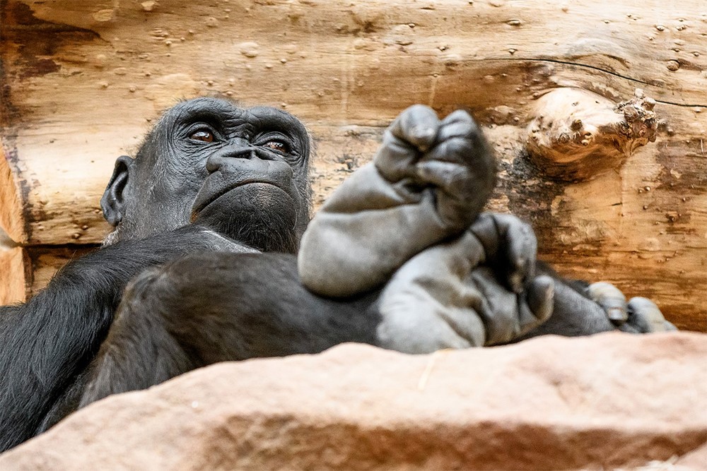 V neděli 18. března oslaví v Zoo Praha své 25. narozeniny osvědčená gorilí matka Kijivu.
