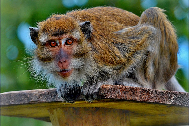 Zvířata v táborské zoologické zahradě můžete nově podpořit také na HitHitu