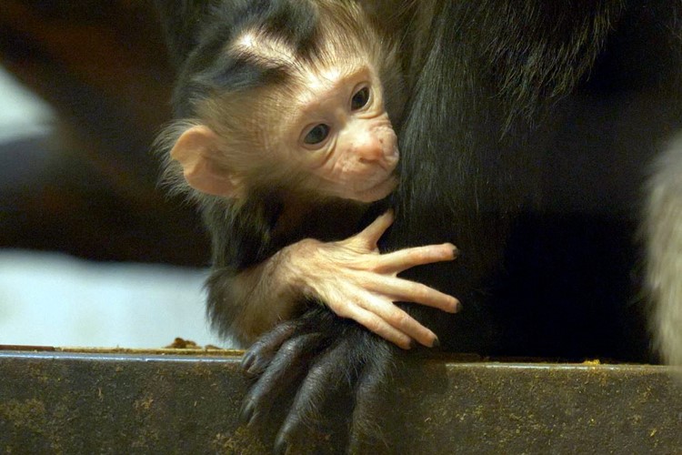Skupina makaků lvích v Zoo Ostrava se rozrostla
