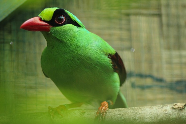 Odneste starý dalekohled do zoo a pomozte zachránit kriticky ohrožené pěvce v Indonésii
