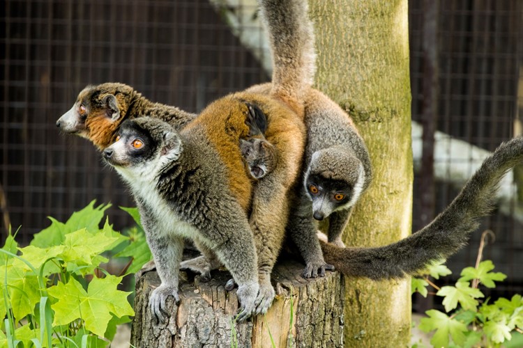 Vzácní lemuři mongoz v Zoo Ostrava mají druhé mládě