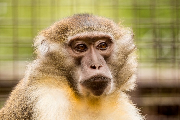 Nový druh primáta v Zoo Ostrava – vzácný mangabej žlutobřichý 