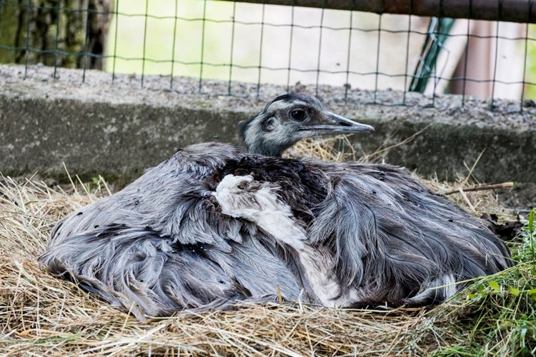 Samec nandu pampového zasedl na 30 vajec