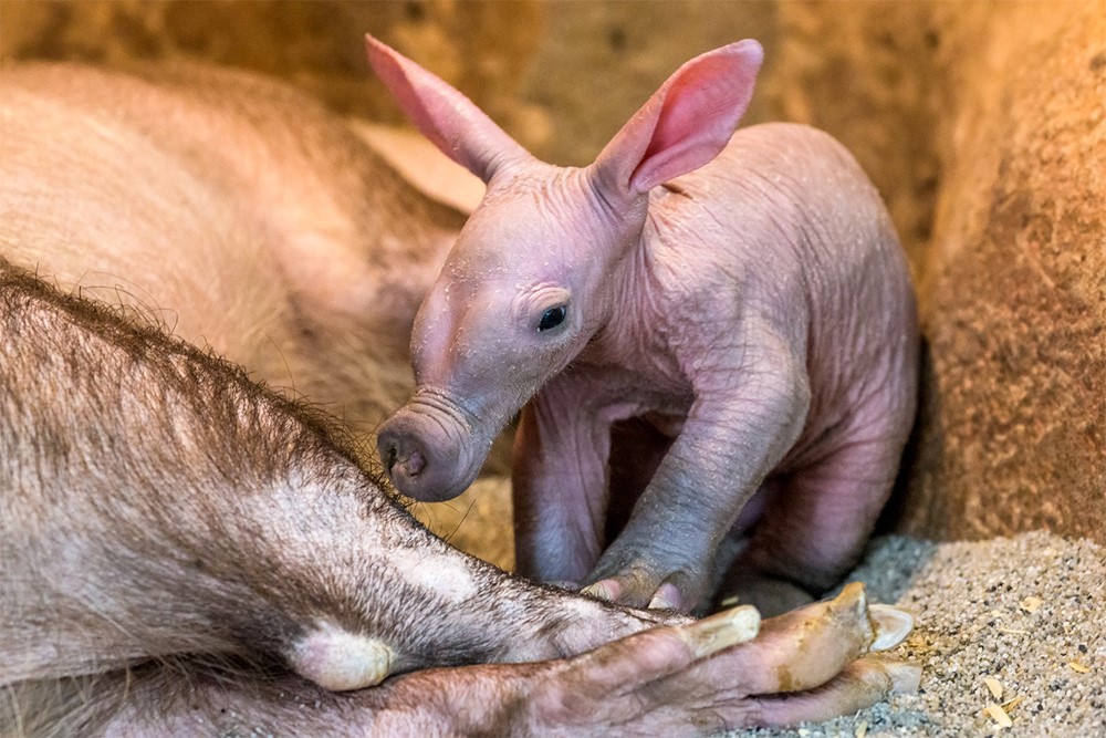 Mládě hrabáče kapského denně přibývá na váze zhruba 150 gramů; dnes už váží přes tři kilogramy.