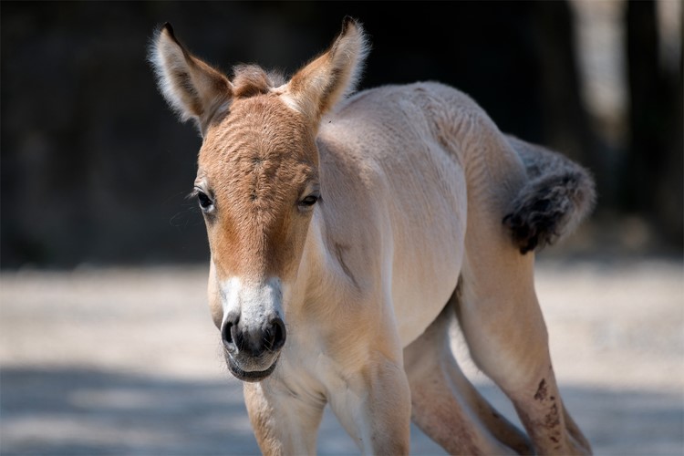 V Zoo Praha se narodilo další hříbě vzácného koně převalského