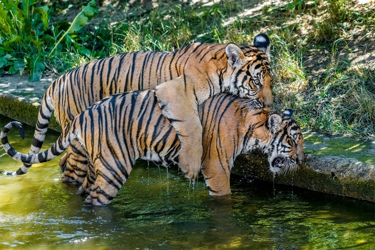Bulan už váží téměř 60 kilo. Tygří dvojčata teď s oblibou řádí ve vodě