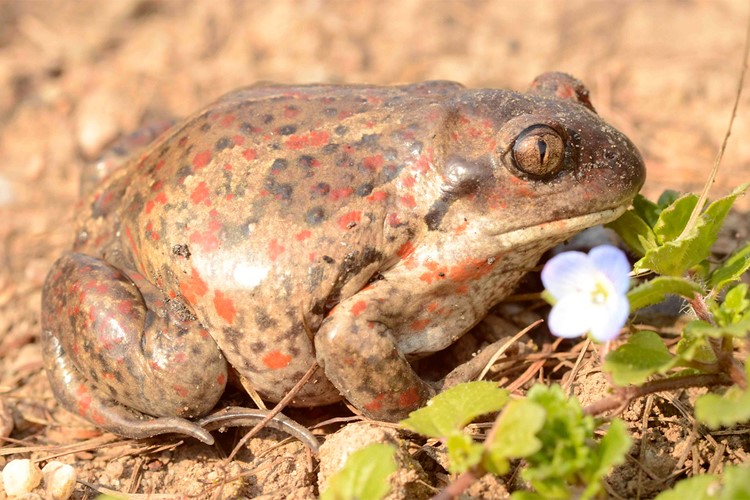 Ulice Na Trubách bude uzavřena kvůli obojživelníkům naposledy